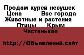 Продам курей несушек › Цена ­ 350 - Все города Животные и растения » Птицы   . Крым,Чистенькая